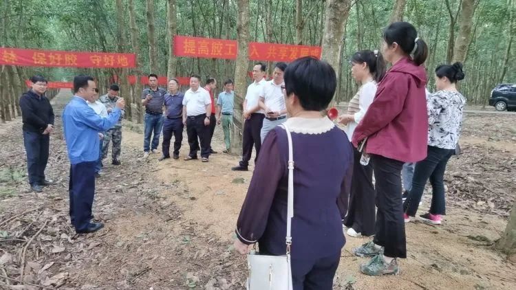 全國(guó)割膠冠軍張健給各單位學(xué)員做標(biāo)準(zhǔn)化膠園建設(shè)及割膠技術(shù)的經(jīng)驗(yàn)介紹。.jpg
